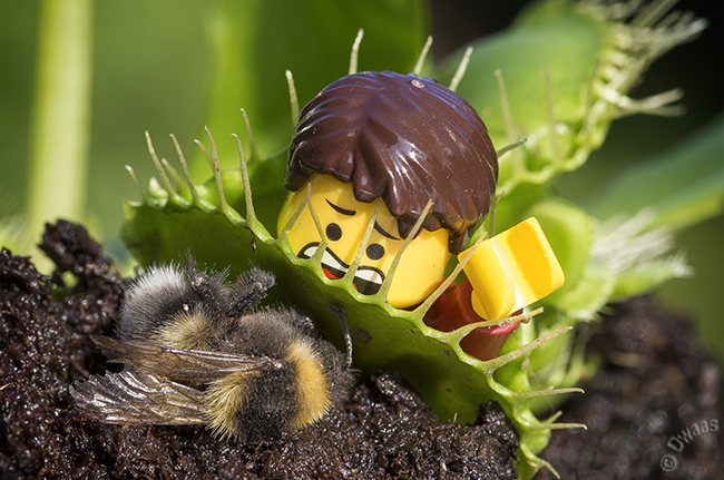Minifig-eating plant