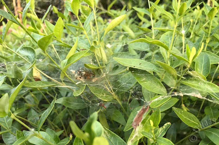 Spider bush